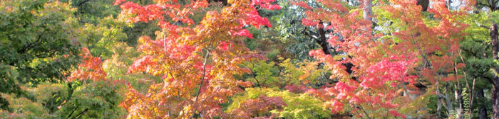 紅葉の樹々
