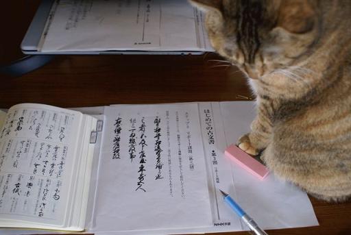 古文書を読む猫